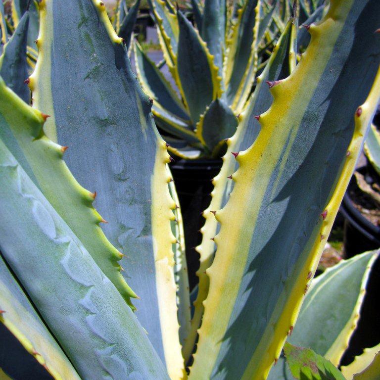 Variegated Century Plant
