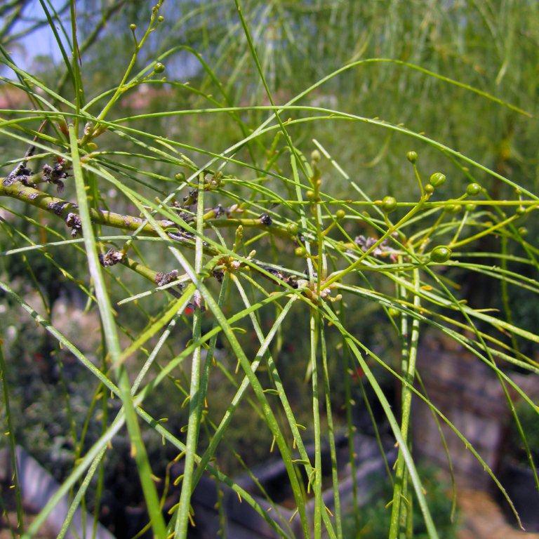 Mexican Palo Verde