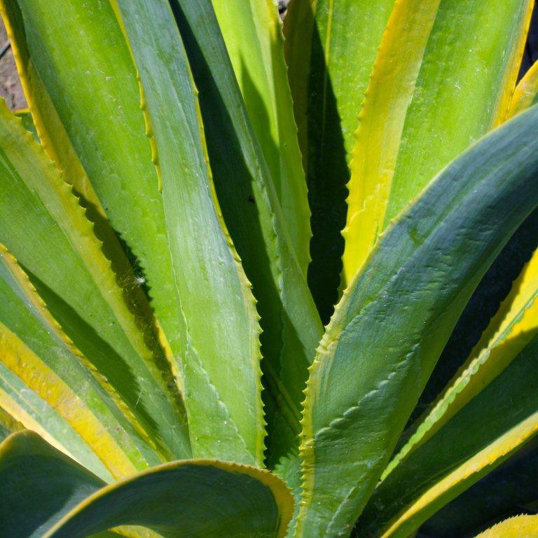 Variegated Dwarf Agave