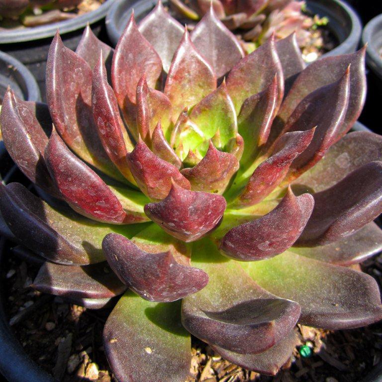 Black Prince Echeveria