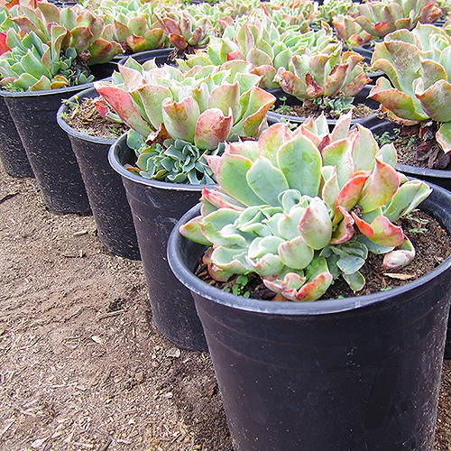 Blue Bedder Echeveria