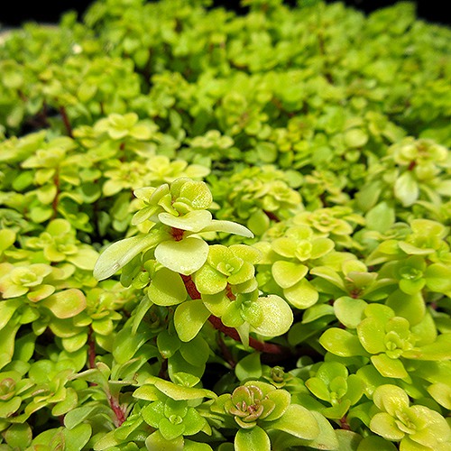 Limelight Japanese Stonecrop