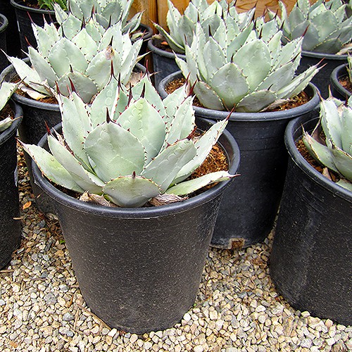 Artichoke Agave