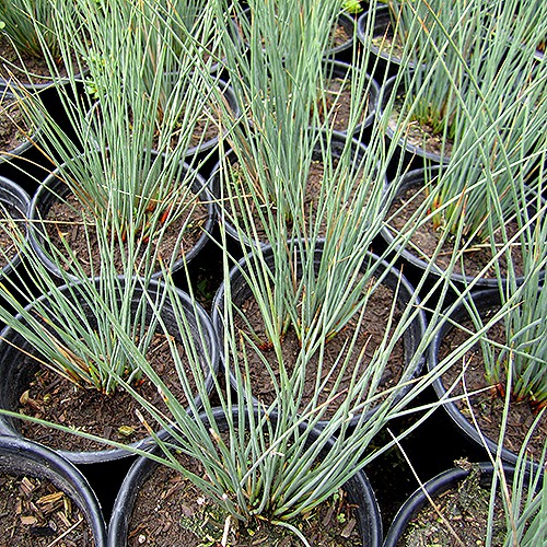 Elk Blue California Gray Rush