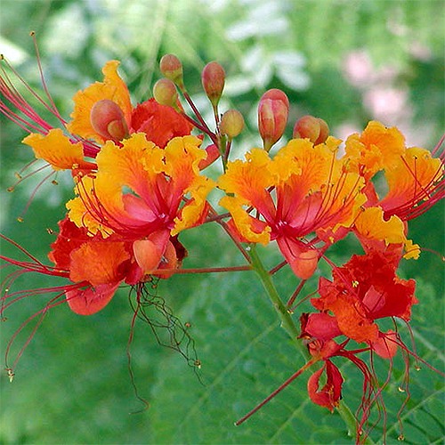 Mexican Bird of Paradise