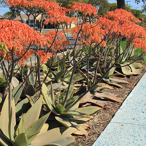 Coral Aloe