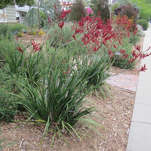 Red Kangaroo Paw