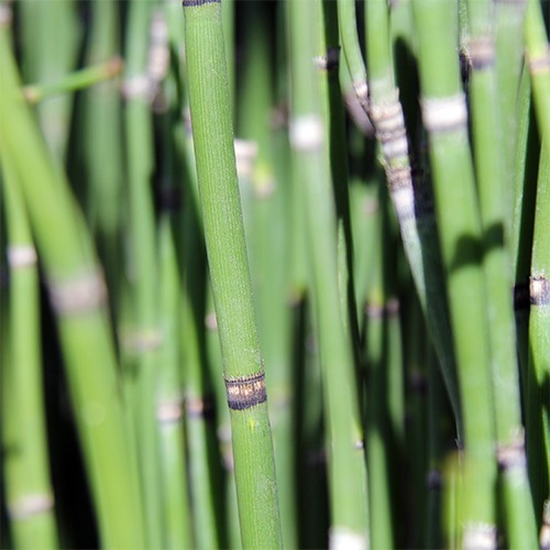 Horsetail